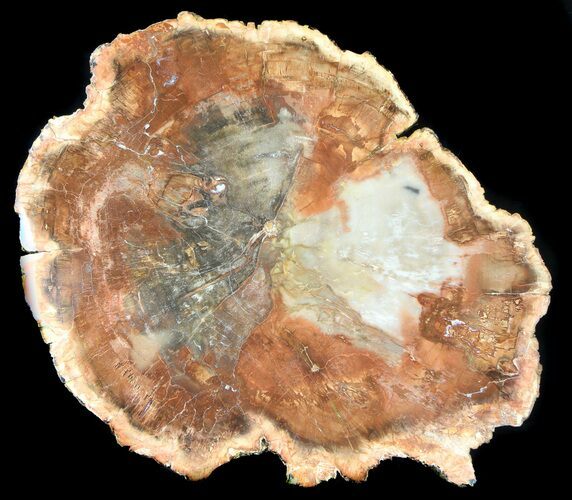 Top Quality Madagascar Petrified Wood Slab - #36551